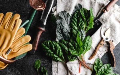 Vestibulum Nisl Felis