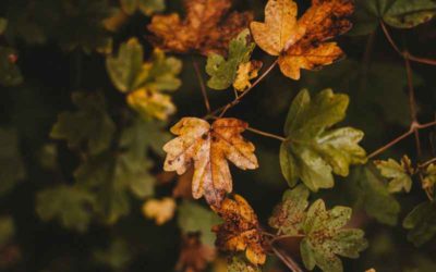 Nisl Felis Vulputate