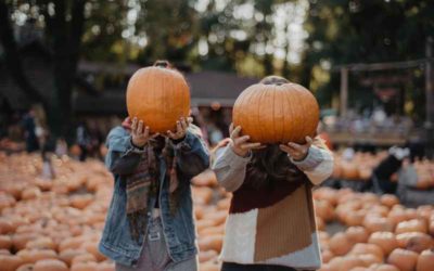 Maecenas Fringilla Augue